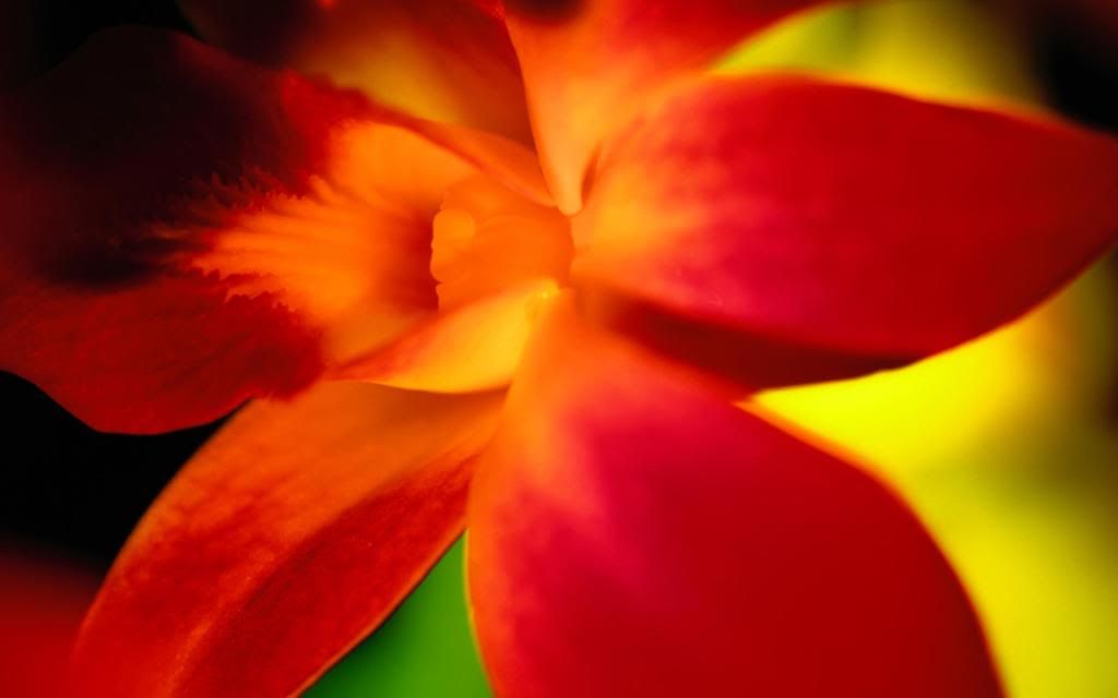Red_flower_petals_widescreen_wallpaper.jpg