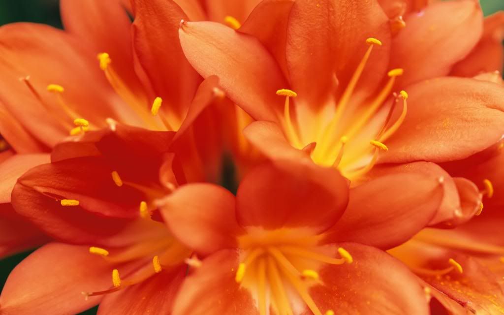 Red_lilies_bouquet_widescreen_wallpaper.jpg