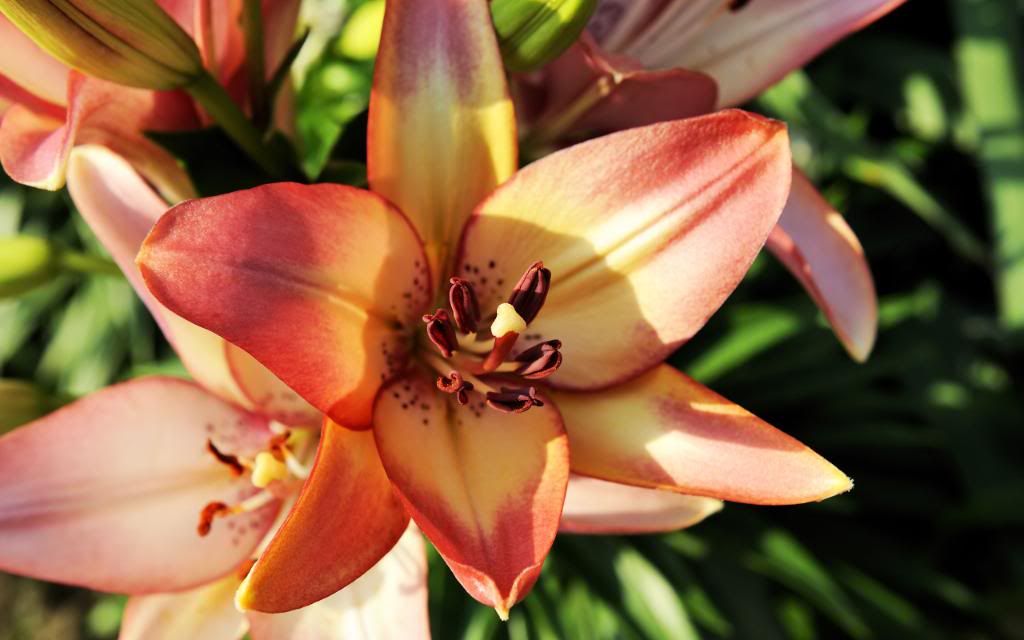 Red_lily_flower_widescreen_wallpaper.jpg