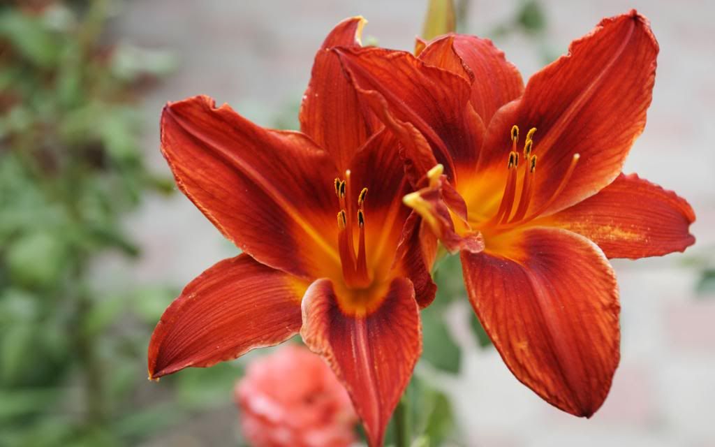 Red_lily_widescreen_wallpaper.jpg