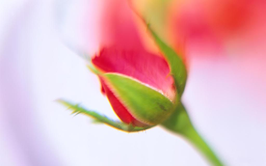 Rose_Shoot_widescreen_wallpaper.jpg