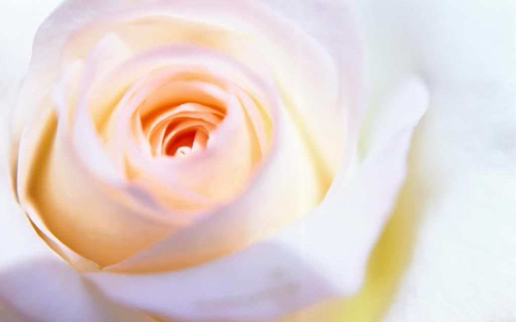 Rose_flower_head_widescreen_wallpaper.jpg