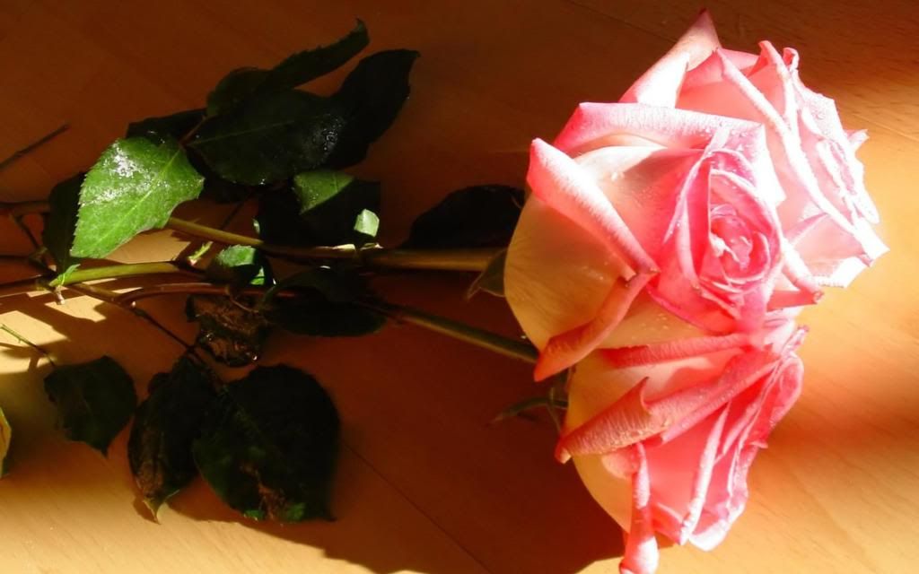 Rose_perfect_love_symbol_widescreen_wallpaper.jpg