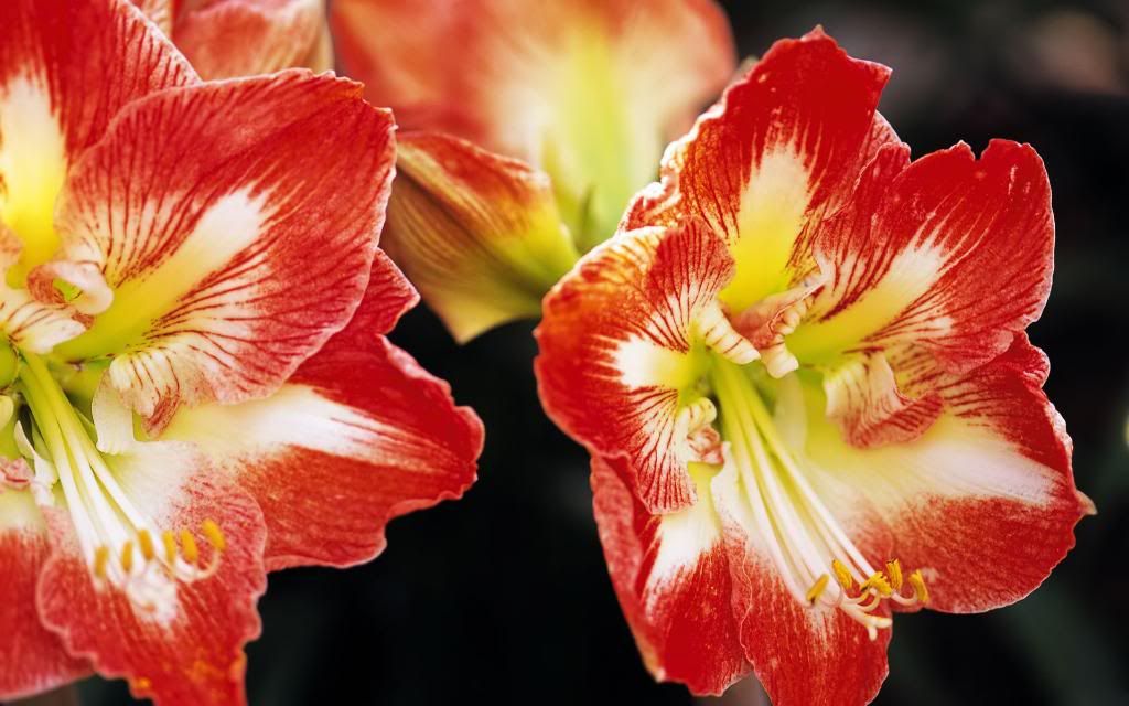 Salpiglossis_Velvet_Trumpet_Flower_widescreen_wallpaper.jpg
