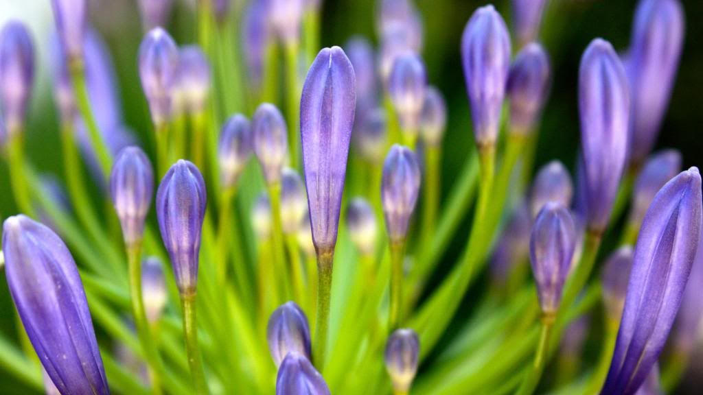 Scilla_perennial_herbs_widescreen_wallpaper.jpg