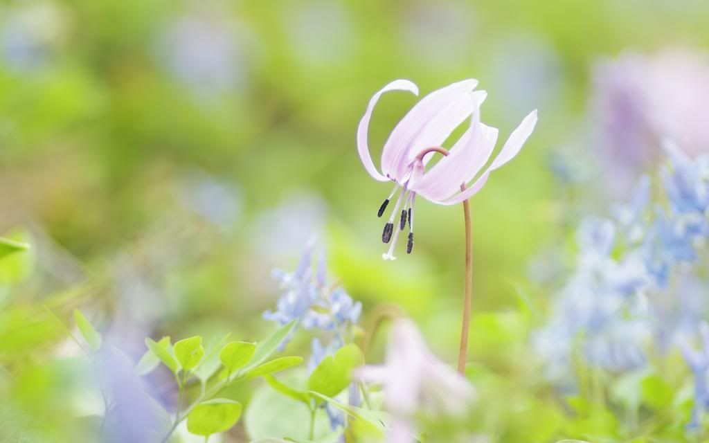 Spring_Blooms_widescreen_wallpaper.jpg