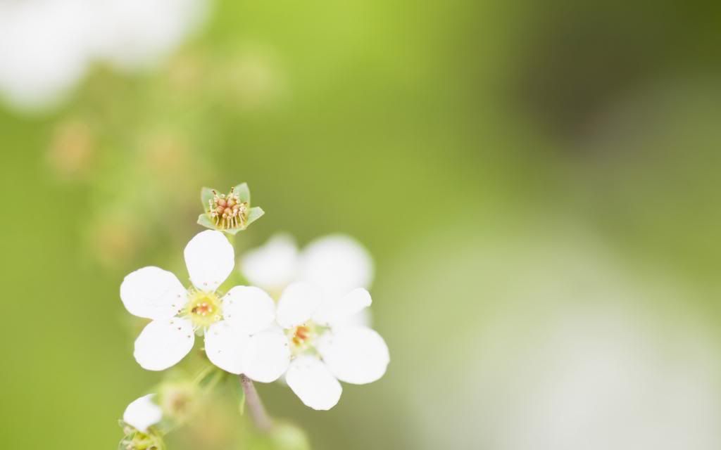 Spring_blooming_flowers_widescreen_wallpaper.jpg