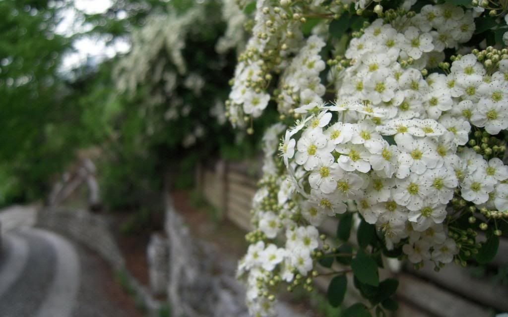 Spring_blooms_white_flower_widescreen_wallpaper.jpg