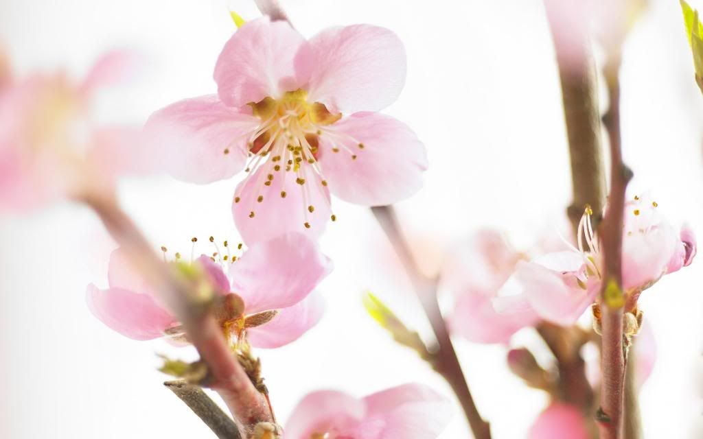 Spring_flowering_cherry_widescreen_wallpaper.jpg