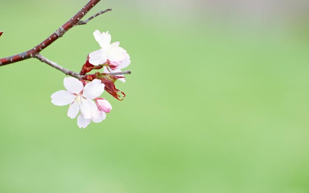 Spring_flowering_widescreen_wallpaper.jpg