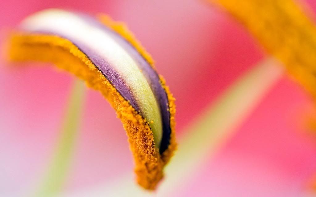 Stamen_widescreen_wallpaper.jpg