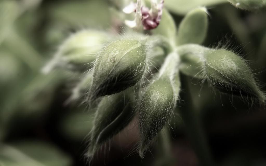 Start_flower_gardening_widescreen_wallpaper.jpg