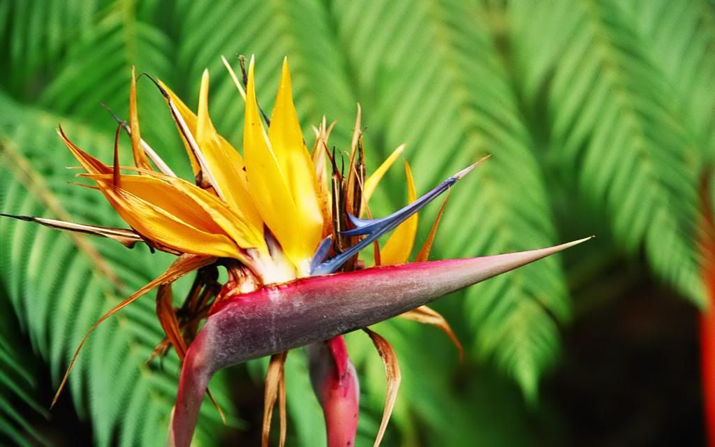 Strelitzia_widescreen_wallpaper.jpg