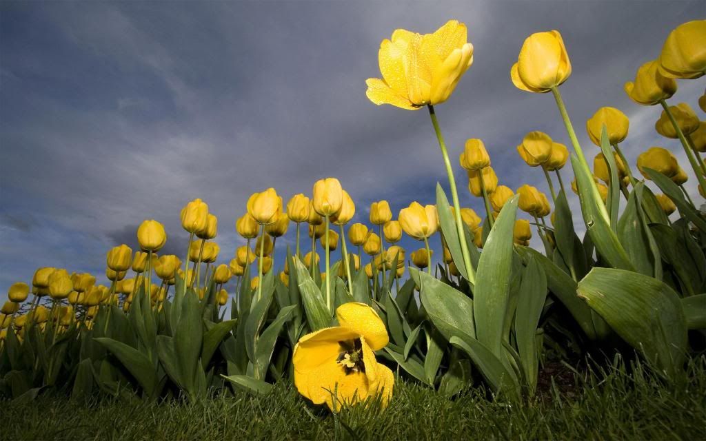 Summer_Yellow_tulips_widescreen_wallpaper.jpg