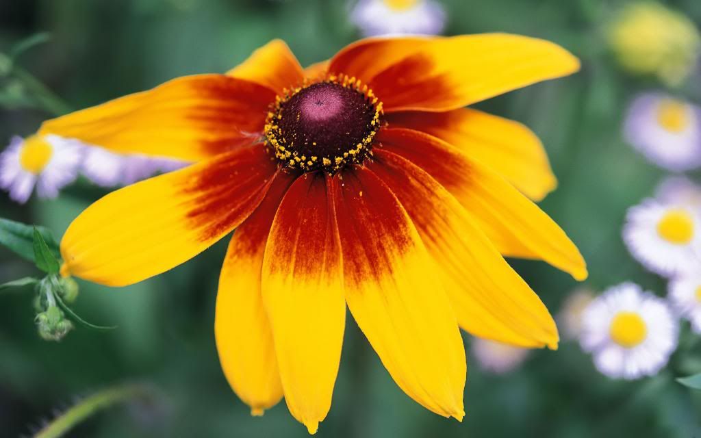 Summer_blooms_pictures_widescreen_wallpaper.jpg
