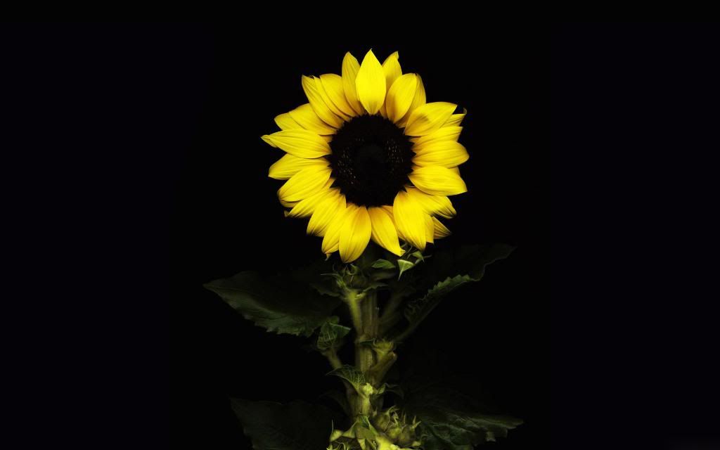 Sunflower_computer_desktop_background_hd.jpg