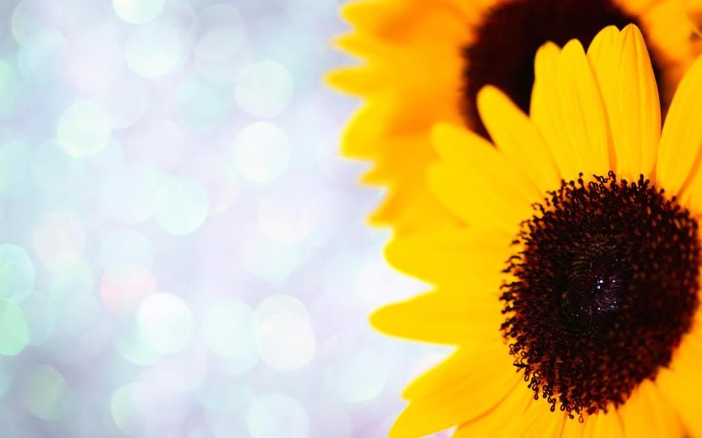 Sunflowers_flower_heads_hd_wallpaper.jpg