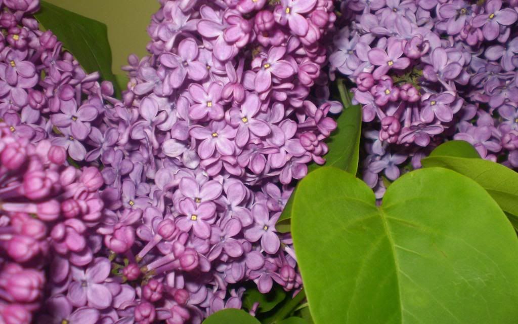 Syringa_Fragrant_purple_lilac_hd_wallpaper.jpg