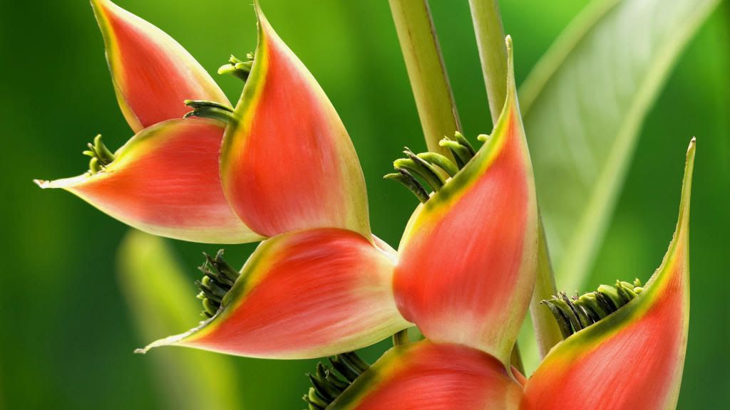 Tillandsia_hd_wallpaper.jpg