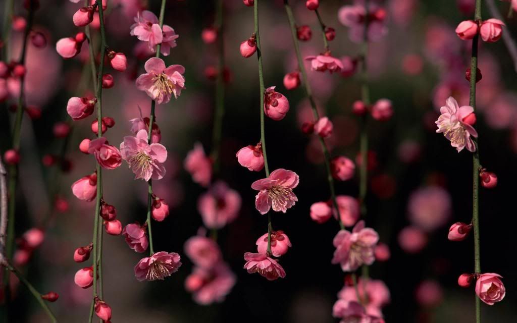 Trees_Spring_flowers_hd_wallpaper.jpg