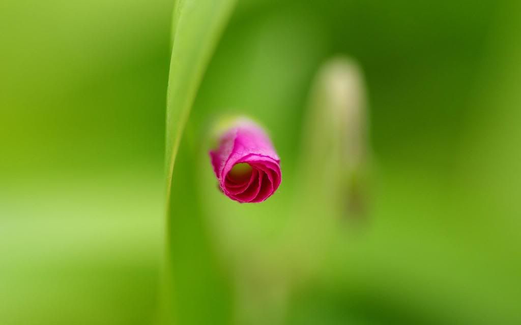 Tropical_flowers_hd_wallpaper.jpg