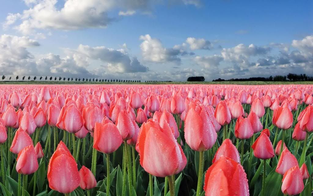 Tulips_Town_flowers_hd_wallpaper.jpg