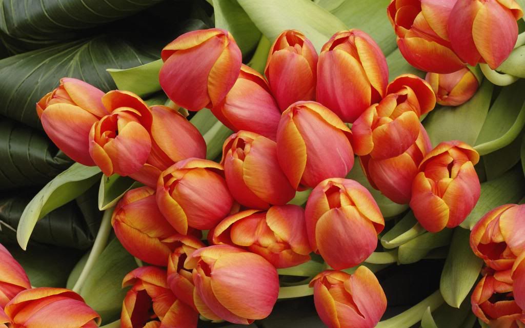 Tulips_blooming_garden_plants_hd_wallpaper.jpg