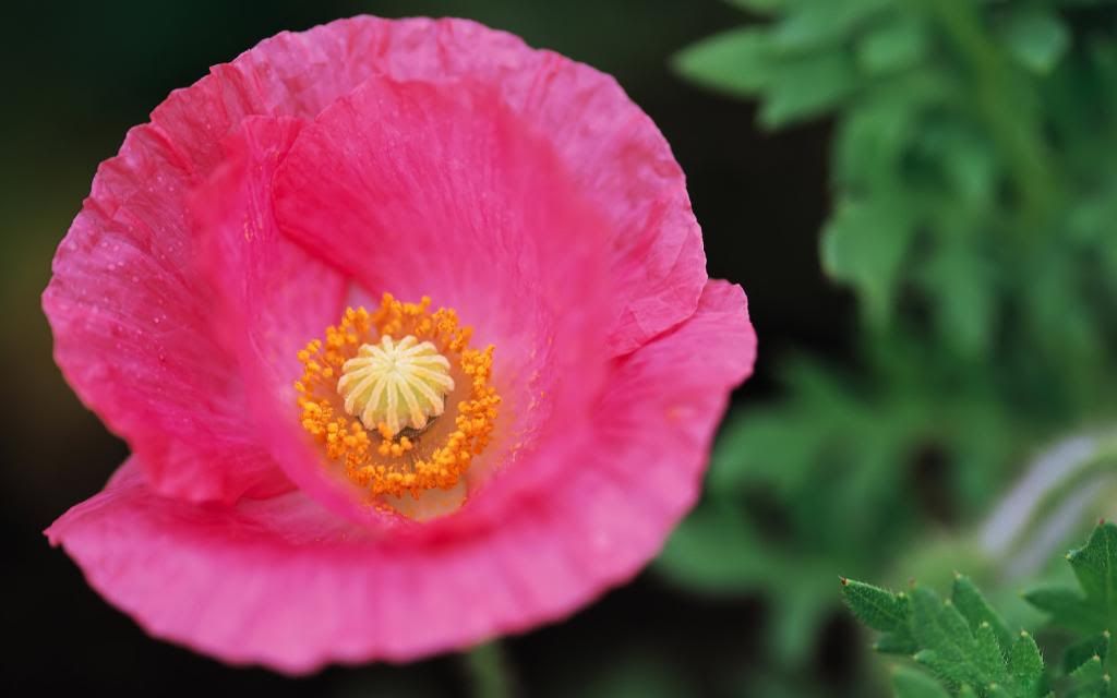 Unusual_beautiful_flower_hd_wallpaper.jpg