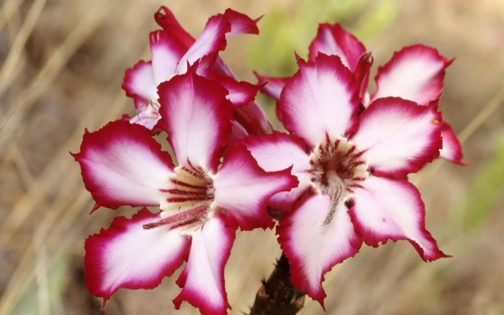 Unusual_flowers_hd_wallpaper.jpg