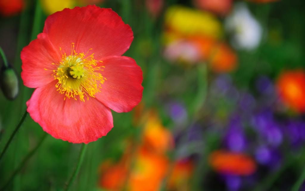 Varieties_poppy_hd_wallpaper.jpg
