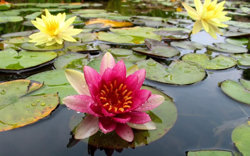 Water_lilies_are_always_beautiful_free_desktop_images_hd_wallpaper.jpg