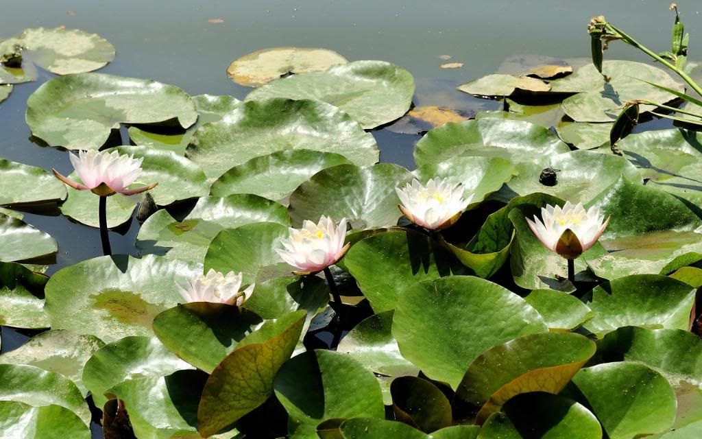 Water_lilies_hd_wallpaper.jpg