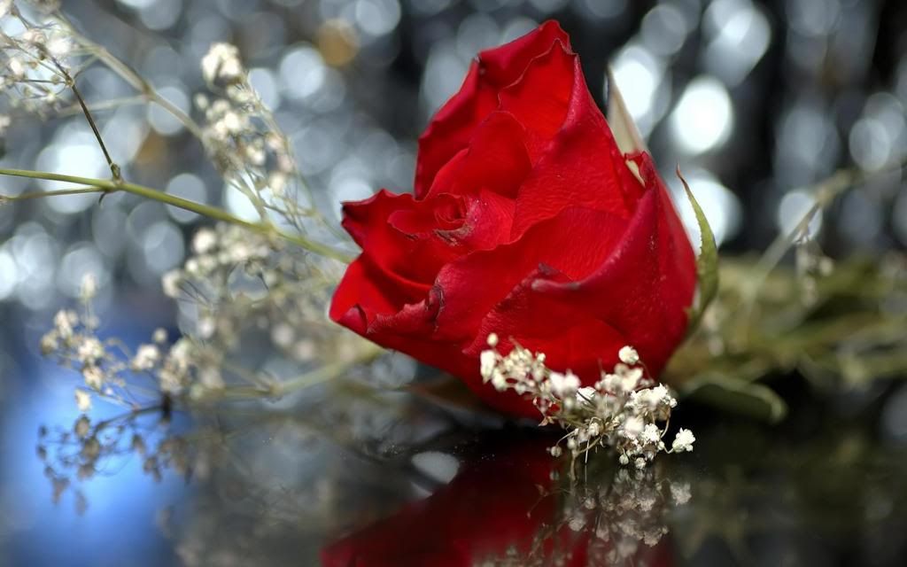 Wedding_red_rose_hd_wallpaper.jpg