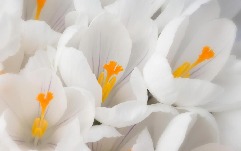 Wedding_white_crocus_bouquet_hd_wallpaper.jpg