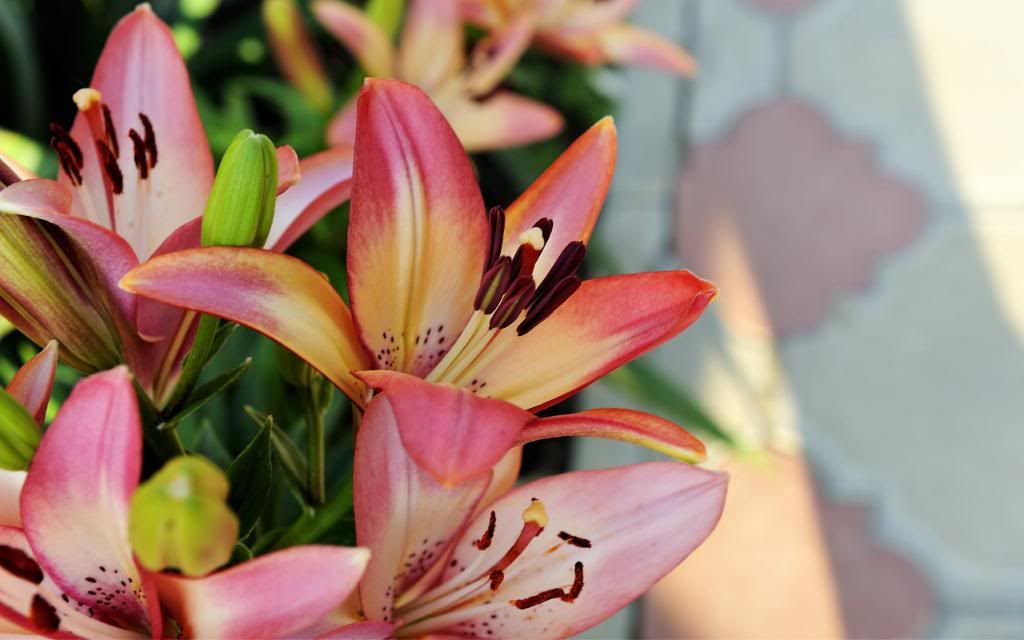 Western_red_lily_flower_hd_wallpaper.jpg