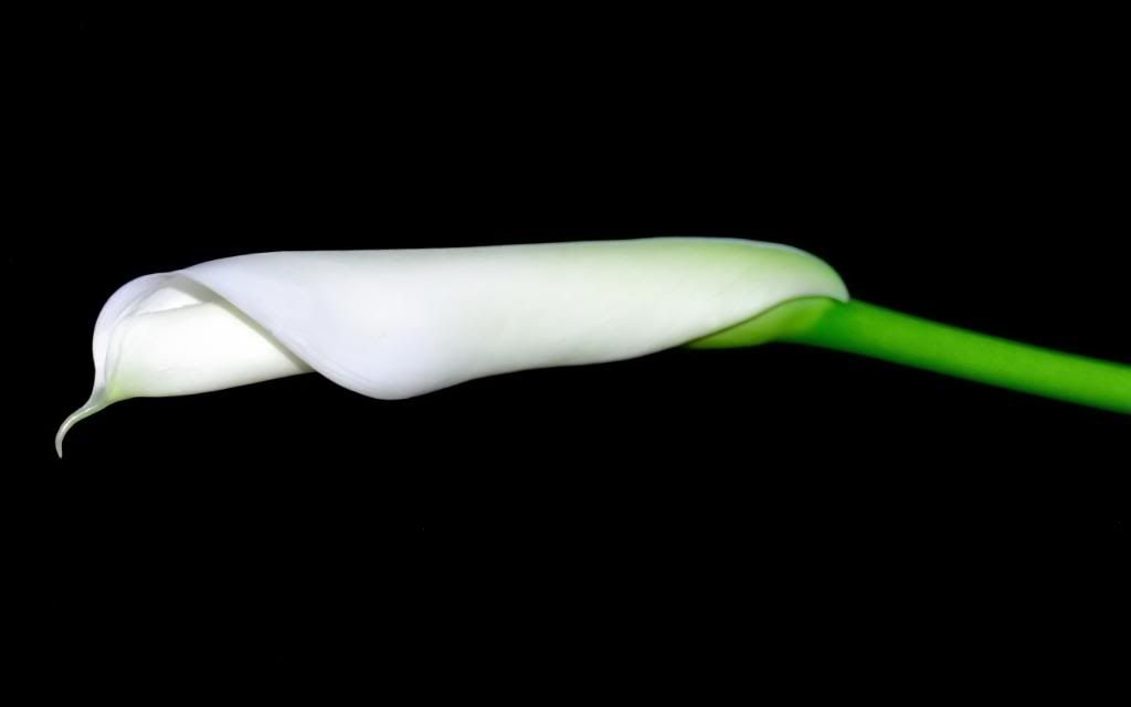 White_Calla_Lilies_blooming_hd_wallpaper.jpg