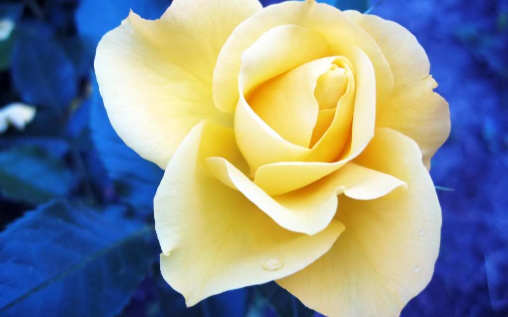 White_Flower_Rose_for_You_hd_wallpaper.jpg
