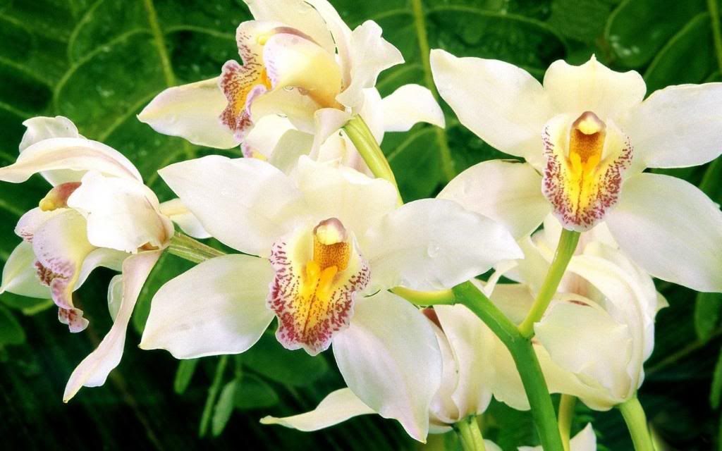 White_Orchid_hd_wallpaper.jpg