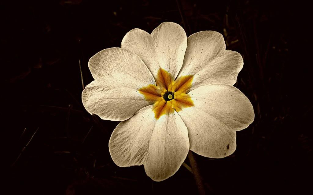 White_Primula_hd_wallpaper.jpg