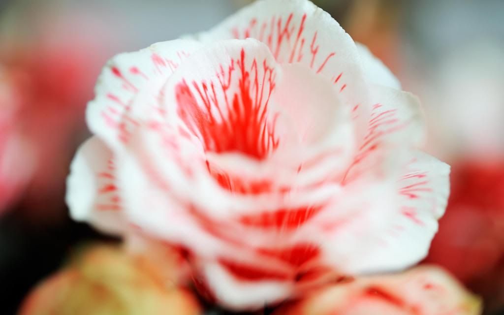 White_Rose_for_You_hd_wallpaper.jpg