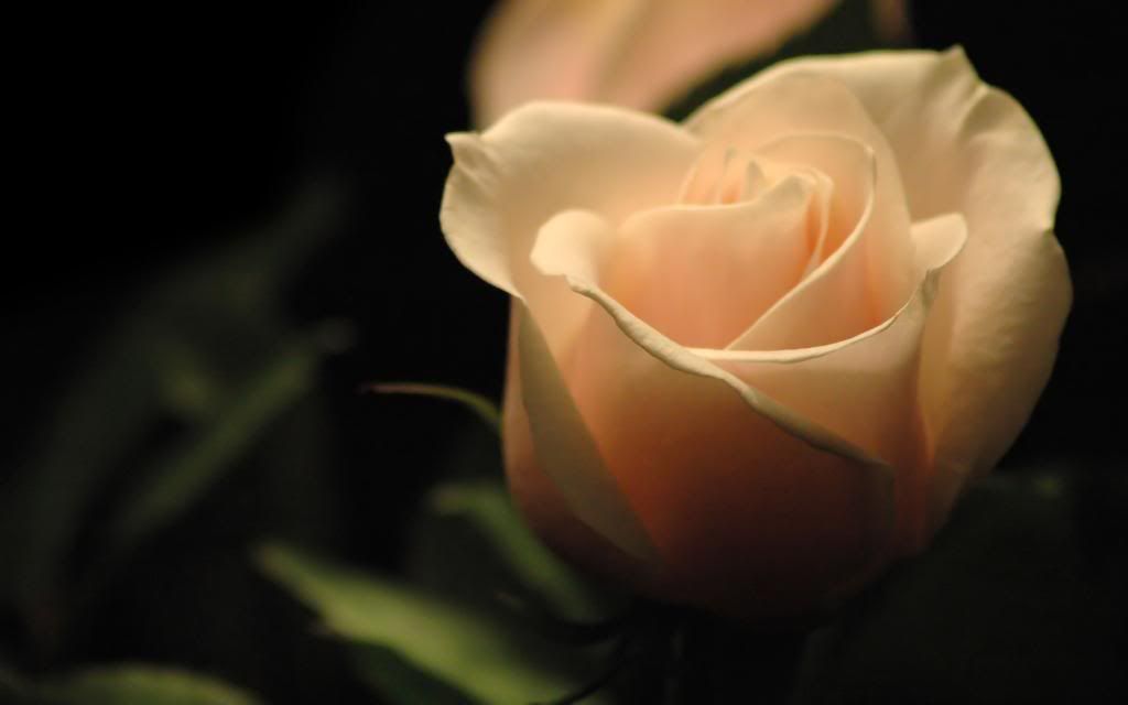White_Rose_images_desktop_hd_wallpaper.jpg