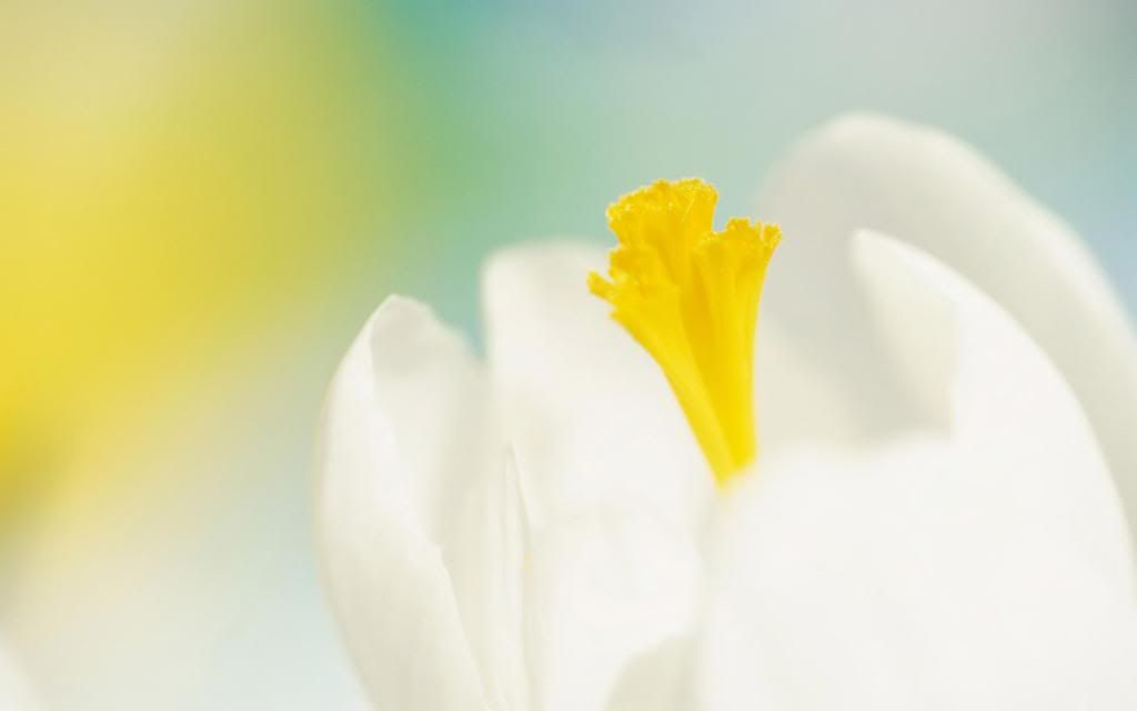 White_flower_blooming_hd_wallpaper.jpg