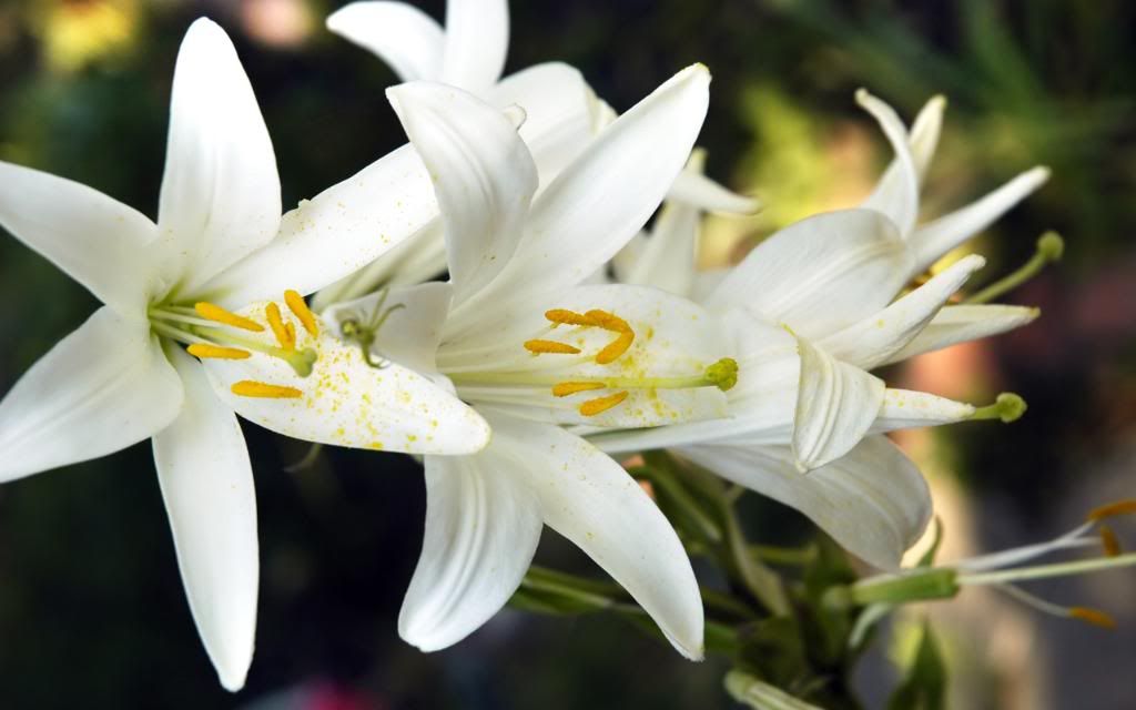 White_lilies_hd_wallpaper.jpg