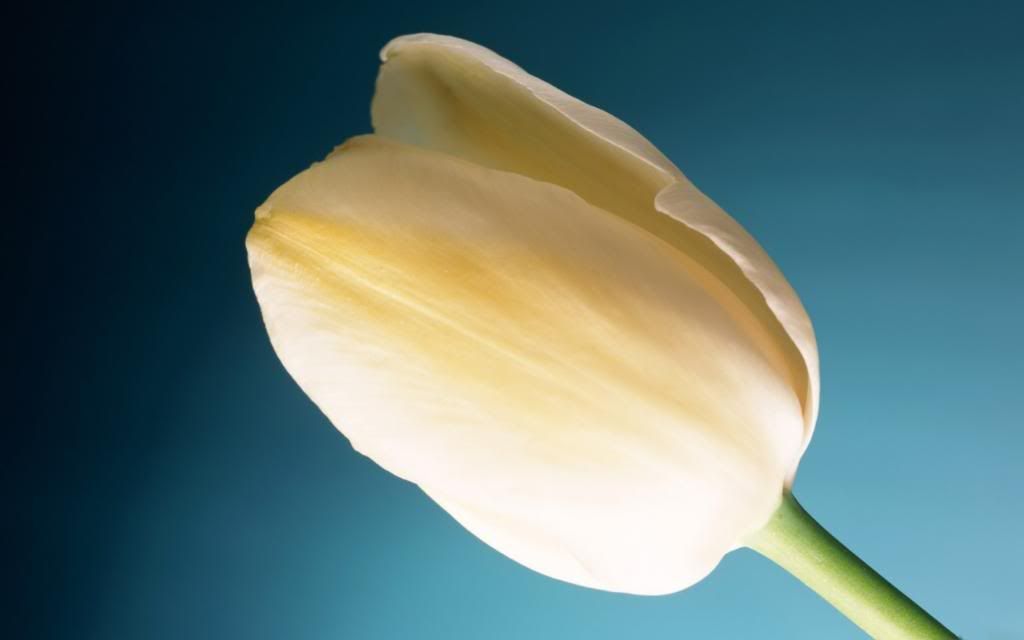 White_tulip_blooming_hd_wallpaper.jpg