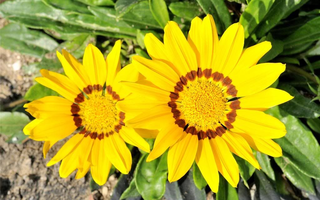 Wild_Flower_hd_wallpaper.jpg