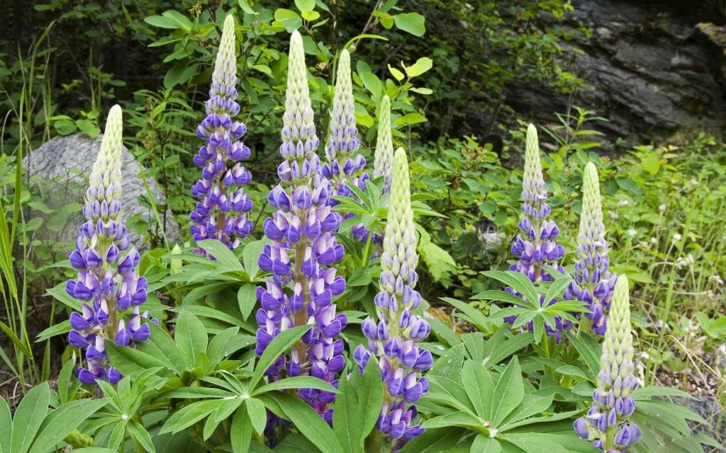 Wild_Perennial_Lupin_flowers_wallpaper_hd_wallpaper.jpg