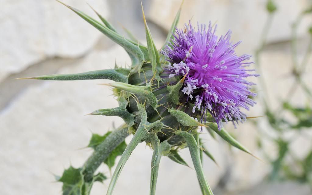 Wild_plants_hd_wallpaper.jpg