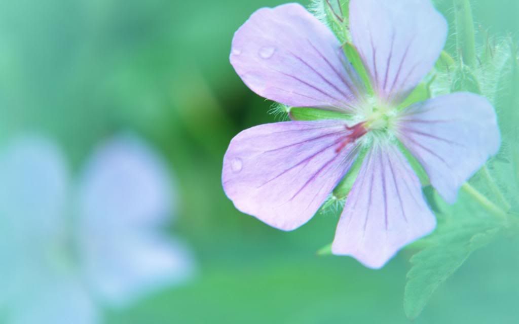 Wildflower_macro_photography_hd_wallpaper.jpg