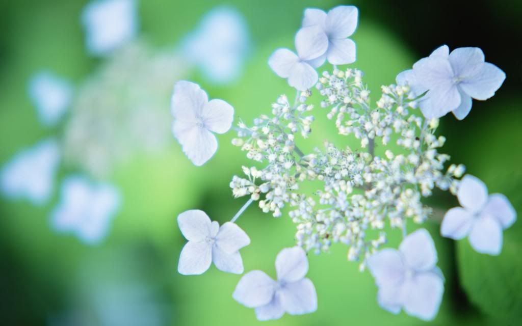 Wildflowers_blue_flower_wallpaper_hd_wallpaper.jpg