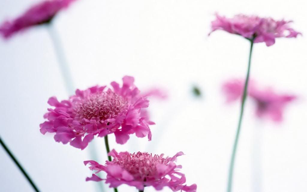 Wildflowers_pink_flower_desktop_wallpaper_hd_wallpaper.jpg